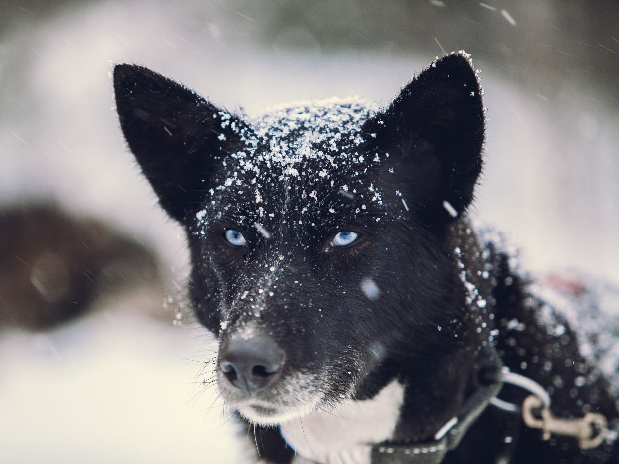 An Alaskan Husky