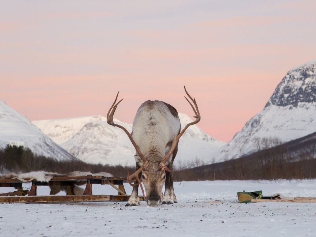 Reinsdyr i Tromsø