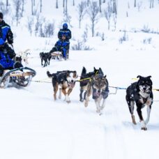 Morsom & Lett Hundesledeeventyr - Midt på Dagen