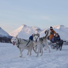 Hundeslede, Ice Domes Guidet Tur & Reinsdyrbesøk _ inkl. Transport