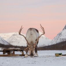 Reindeer Sledding Daytime