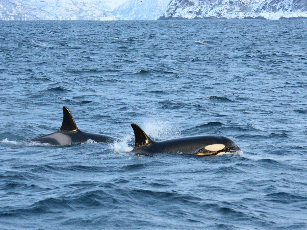 two killer whales swimming in the water