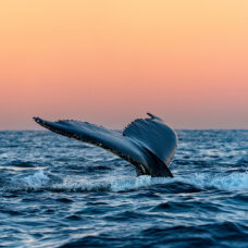 Whale & Aurora Photo Expedition