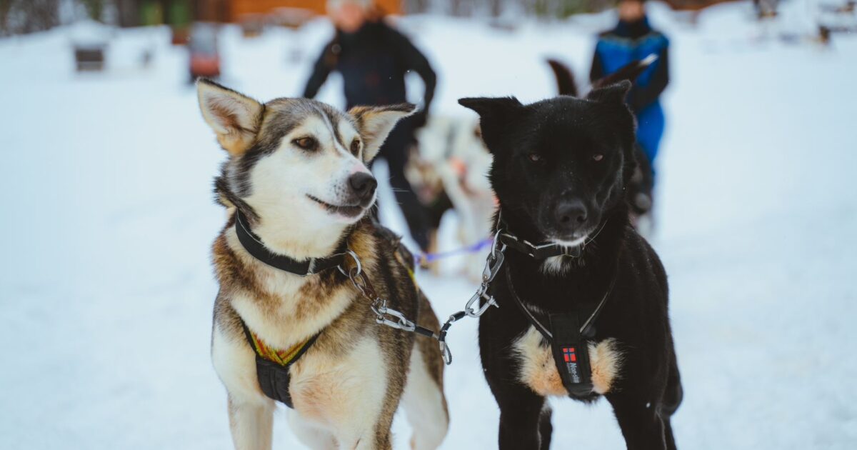 is dog sledding cruel