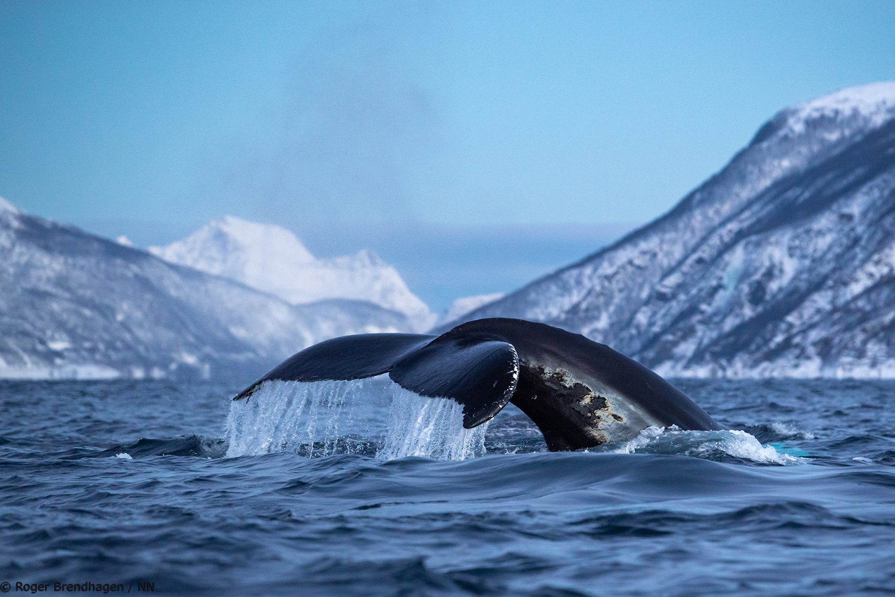 norwegian travel whale watching