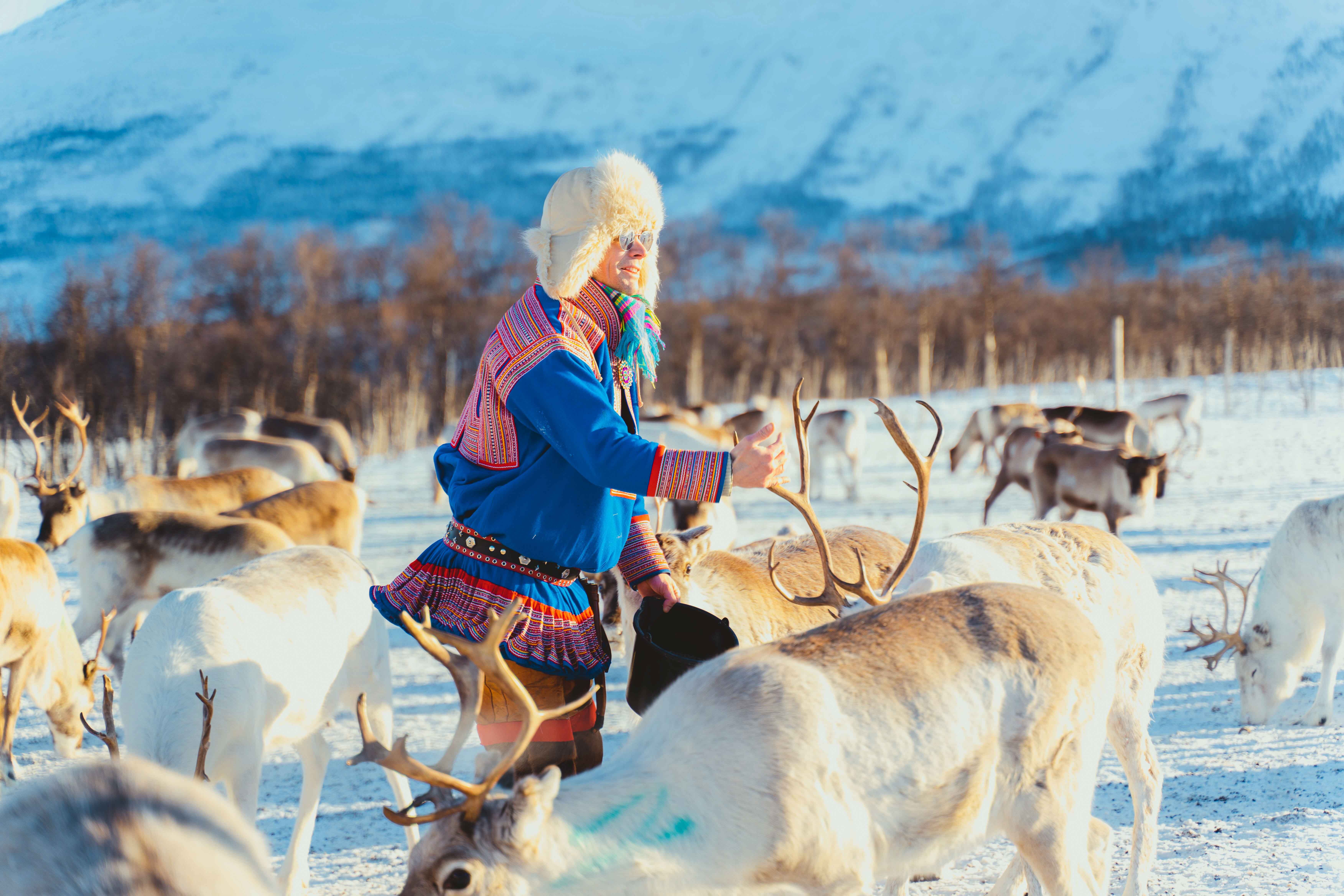 Reindeer feeding and Sami Culture | Norwegian Travel