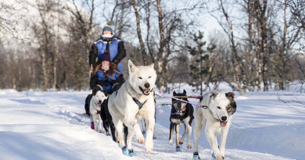 Fun & Easy Dog Sledding Adventure | Norwegian Travel