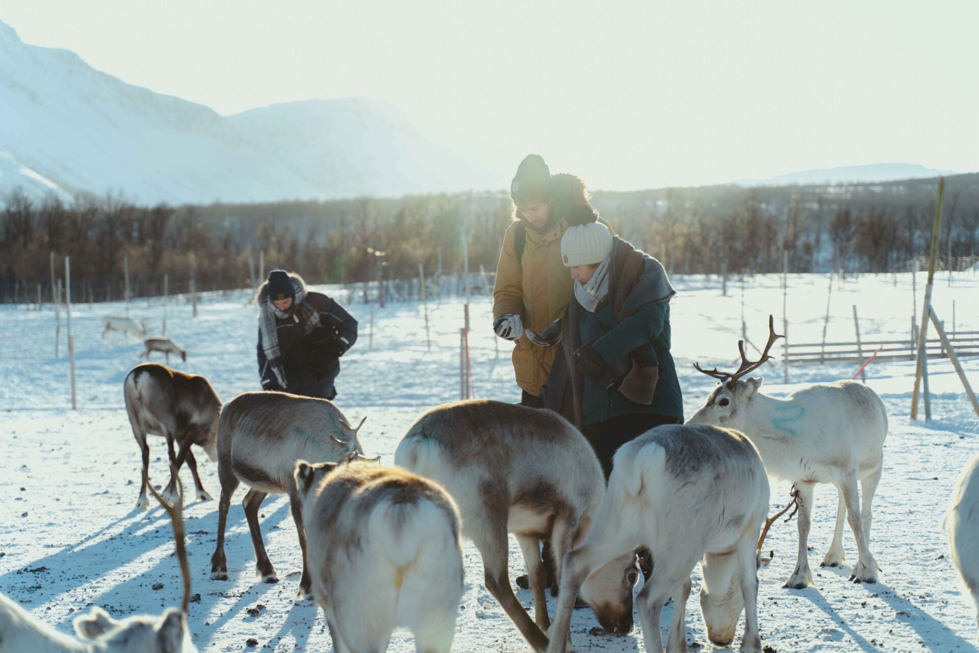 Reindeer Feeding And Sami Culture 