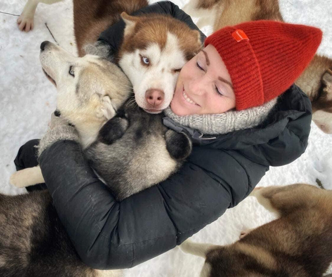 siberian husky, dog sledding at the foot of trollstigen