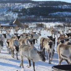 Reindeer feeding and Sami Culture