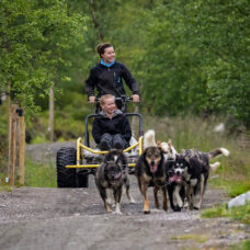 Husky Wagon Ride