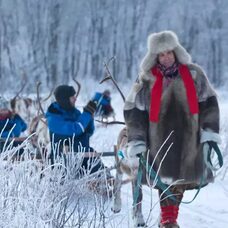 Reindeer Sledding Daytime - Incl. Transport