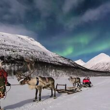 Reindeer Sledding Evening - Excl. Transport