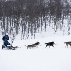 Advanced Dog Sledding Morning - Excl. Transport