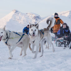 Advanced Dog Sledding, Tromsø Ice Domes Snow Park & Reindeer Visit - Incl. Transport