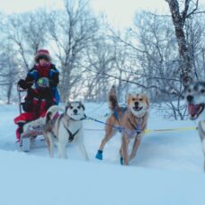 Husky Experience and Dog Sled Driving - Morning Tour