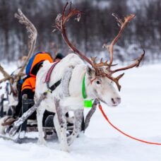 Reindeer Sledding Daytime - Excl. Transport