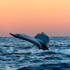 Whale Watching Safari on High-Speed Catamaran