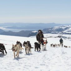 Dog Sledding in Tromsø