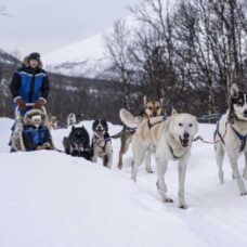 Advanced Dog Sledding Midday - Excl. Transport