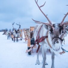 Long Reindeer Sledding, Reindeer Feeding and Sami Culture