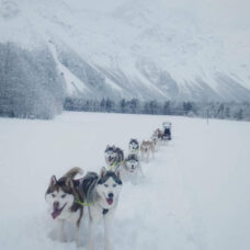 Dog Sledding with Siberian Huskies at The Foot of Trollstigen