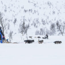 Advanced Dog Sledding Daytime - Incl. Transport