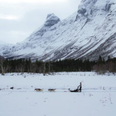 Dog Sledding with Siberian Huskies at The Foot of Trollstigen