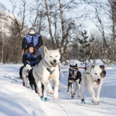 Fun & Easy Dog Sledding Adventure