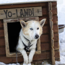 Fun & Easy Dog Sledding Adventure