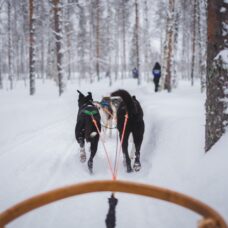 Husky Experience and Dog Sled Driving - Noon Tour