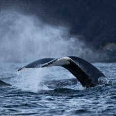 Whale & Northern Lights Christmas Expedition
