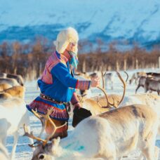 Reindeer feeding and Sami Culture