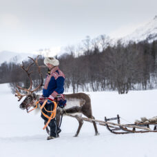 Reindeer Sledding Daytime - Excluding Transport