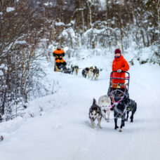 Dog Sledding Adventure Midday - Incl. Transport