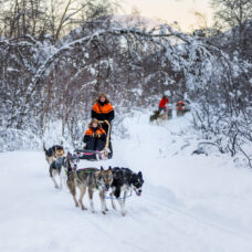 Dog Sledding Adventure Daytime _ Incl. transport