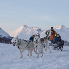 Advanced Dog Sledding Midday - Incl. Transport