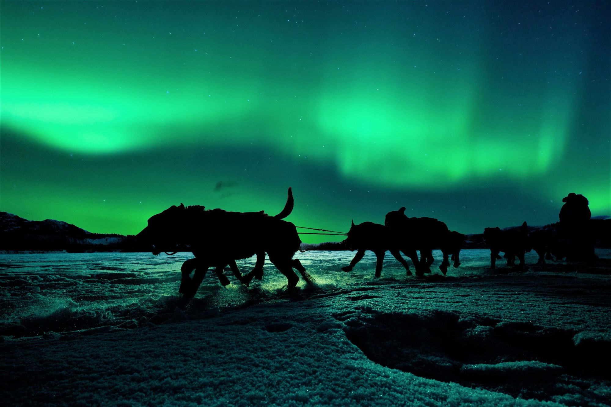 dog sledding tromsø silhouette northern lights