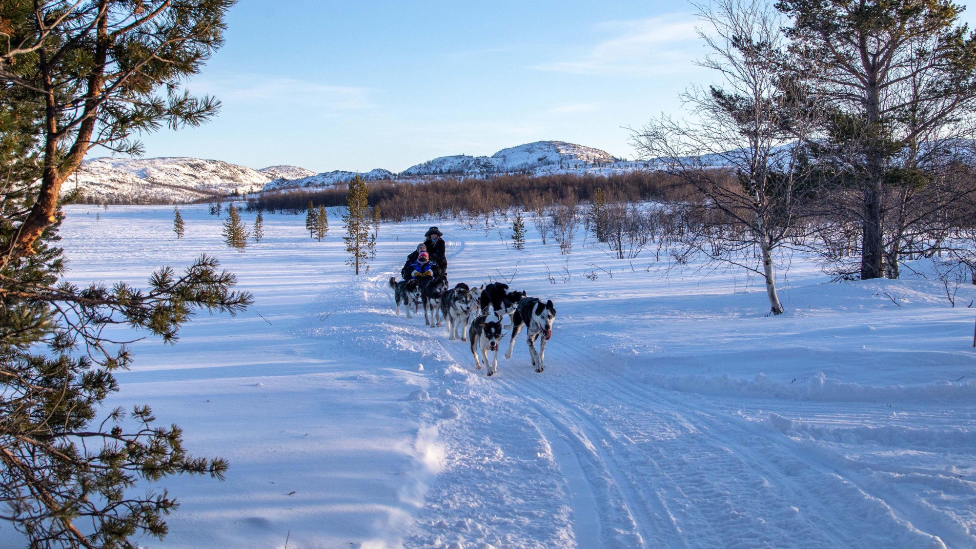 dog sledding in kirkenes